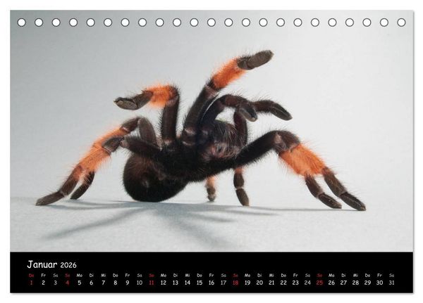 Produktbild: Mystische Vogelspinnen (Tischkalender 2026 DIN A5 quer), CALVENDO Monatskalender