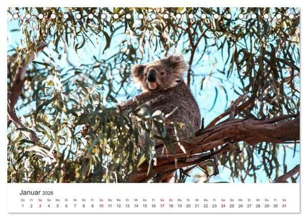 Produktbild: Knuffige Koalab&auml;ren (Tischkalender 2026 DIN A5 quer), CALVENDO Monatskalender