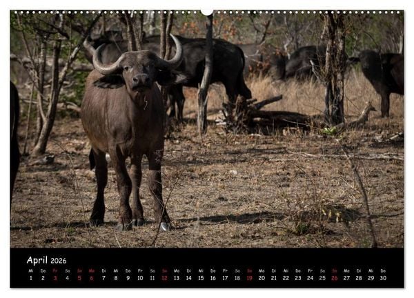 Produktbild: Tier-Momente in Afrika (hochwertiger Premium Wandkalender 2026 DIN A2 quer), Kunstdruck in Hochglanz