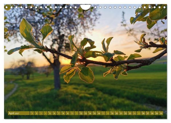 Produktbild: Apfelbaum und Streuobstwiesen (Wandkalender 2027 DIN A4 quer), CALVENDO Monatskalender