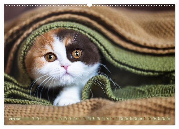 Produktbild: Rare British Shorthair cats (High Quality Premium Wall Calendar 2026 DIN A2 landscape),CALVENDO 12 Month Wall Calendar
