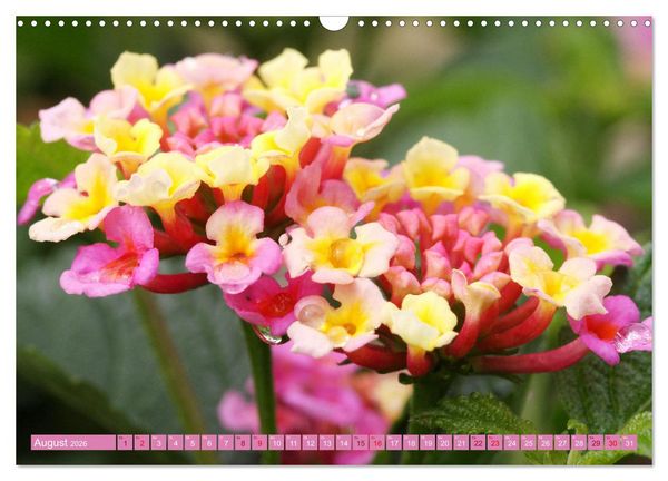 Produktbild: Liebenswerte Bl&uuml;ten (Wandkalender 2026 DIN A3 quer), CALVENDO Monatskalender