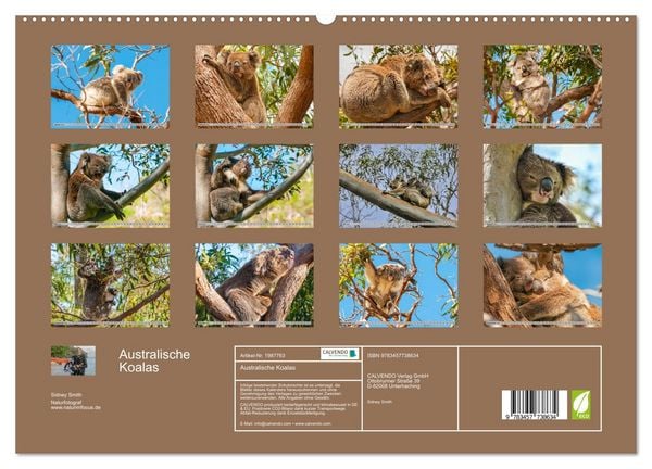 Produktbild: Australische Koalas (hochwertiger Premium Wandkalender 2026 DIN A2 quer), Kunstdruck in Hochglanz