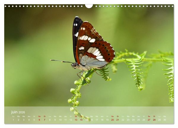 Produktbild: Oiseaux, Papillons et Libellules (Calendrier mural 2026 DIN A3 vertical), CALVENDO calendrier mensuel