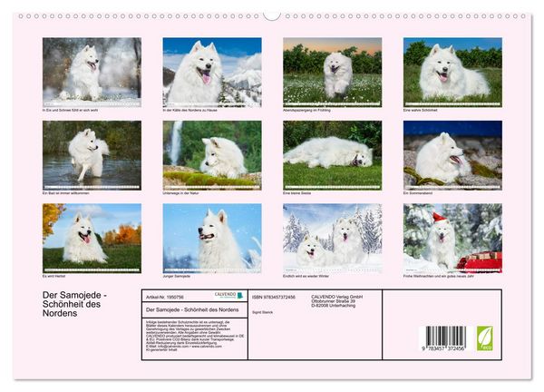 Produktbild: Der Samojede - Sch&ouml;nheit des Nordens (hochwertiger Premium Wandkalender 2026 DIN A2 quer), Kunstdruck in Hochglanz