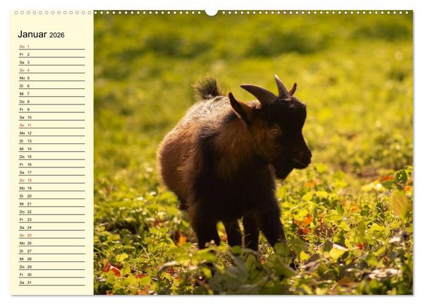 Produktbild: Ziegen. Lustige Ausbruchsk&uuml;nstler (hochwertiger Premium Wandkalender 2026 DIN A2 quer), Kunstdruck in Hochglanz