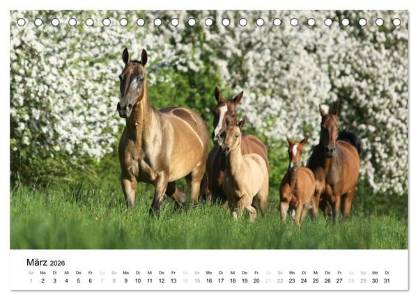 Produktbild: Pferde - Magdalena Strakova (Tischkalender 2026 DIN A5 quer), CALVENDO Monatskalender