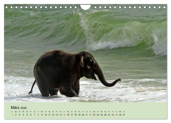 Produktbild: Elefanten. Badespa&szlig; am Strand (Wandkalender 2026 DIN A4 quer), CALVENDO Monatskalender
