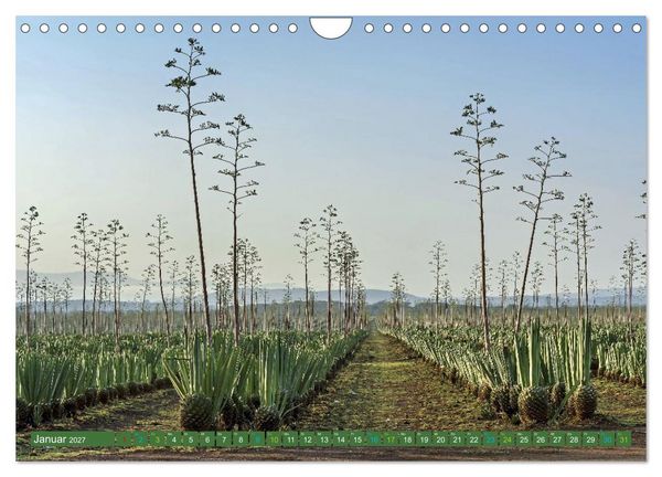 Produktbild: SISAL - von der Pflanze zum Produkt (Wandkalender 2027 DIN A4 quer), CALVENDO Monatskalender