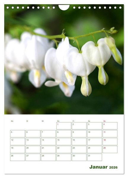 Produktbild: Wei&szlig;e Bl&uuml;ten im Gr&uuml;nen (Wandkalender 2026 DIN A4 hoch), CALVENDO Monatskalender