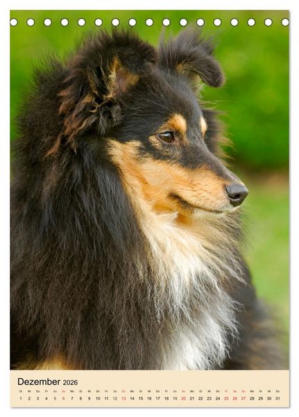 Produktbild: Sheltie - Wirbelwind auf 4 Pfoten (Tischkalender 2026 DIN A5 hoch), CALVENDO Monatskalender