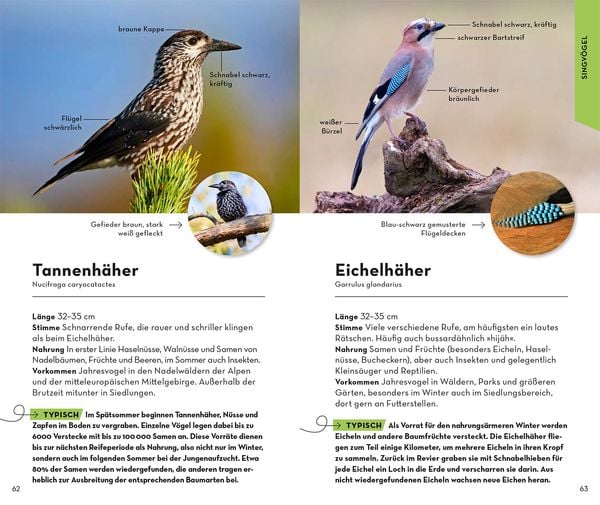 Produktbild: BASIC Gartenv&ouml;gel