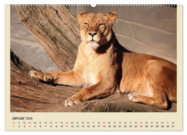 Produktbild: L&ouml;wen im Tierpark Hagenbeck (Wandkalender 2026 DIN A2 quer), CALVENDO Monatskalender