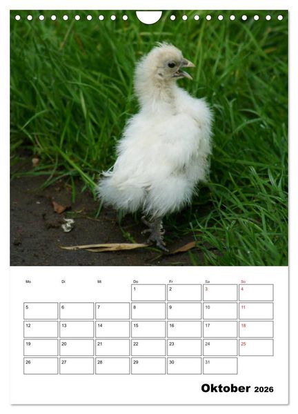 Produktbild: H&uuml;hner Terminplaner (Wandkalender 2026 DIN A4 hoch), CALVENDO Monatskalender