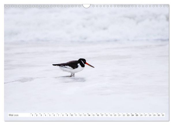 Produktbild: Helgoland - Das Leben auf der D&uuml;ne Helgolands (Wandkalender 2026 DIN A3 quer), CALVENDO Monatskalender