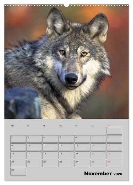 Produktbild: Wolf-Gesichter (Wandkalender 2026 DIN A2 hoch), CALVENDO Monatskalender