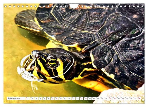 Produktbild: Schmuckschildkr&ouml;ten - Schmuckst&uuml;cke der Natur (Wandkalender 2026 DIN A4 quer), CALVENDO Monatskalender