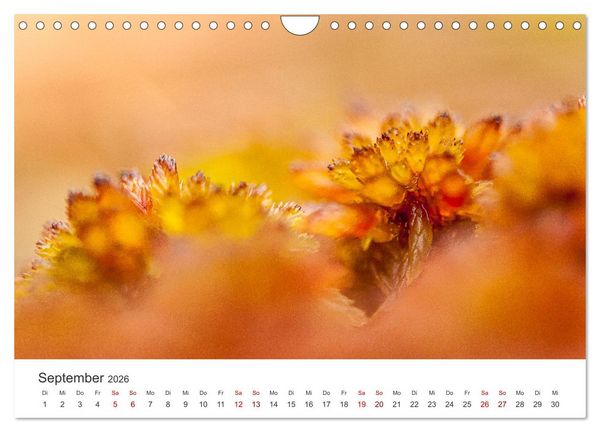Produktbild: Naturjuwel Haspelmoor (Wandkalender 2026 DIN A4 quer), CALVENDO Monatskalender