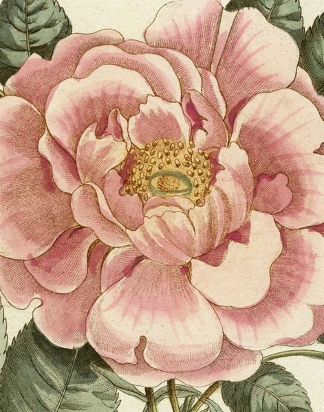 John Derian Picture Book II, Gebundene Ausgabe von John Derian, Workman Publishing, 9781648294167