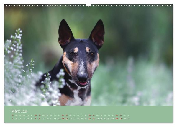 Produktbild: Fantastische Bullterrier - Sieger im Herzen (Wandkalender 2026 DIN A2 quer), CALVENDO Monatskalender