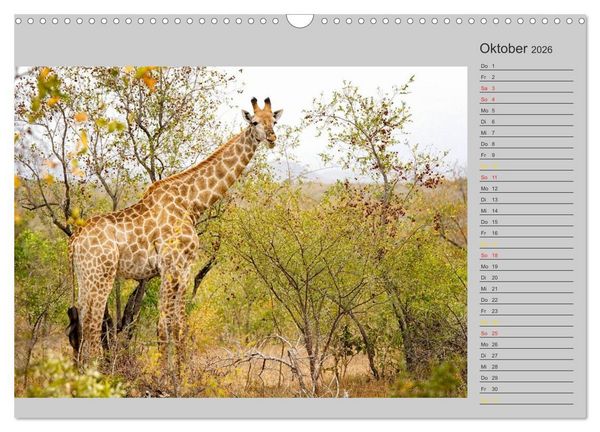 Produktbild: Twigas - Giraffen (Wandkalender 2026 DIN A3 quer), CALVENDO Monatskalender