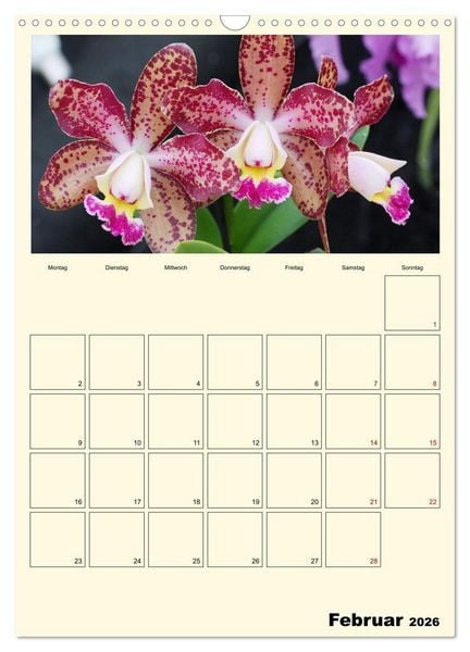 Produktbild: Orchideentr&auml;ume (Wandkalender 2026 DIN A3 hoch), CALVENDO Monatskalender