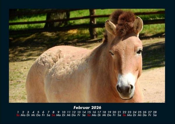 Produktbild: Pferde Kalender 2026 Fotokalender DIN A4
