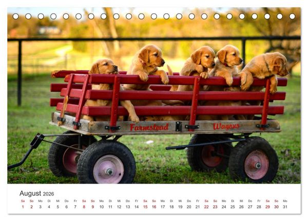 Produktbild: Golden Retriever - Die treuen Begleiter. (Tischkalender 2026 DIN A5 quer), CALVENDO Monatskalender