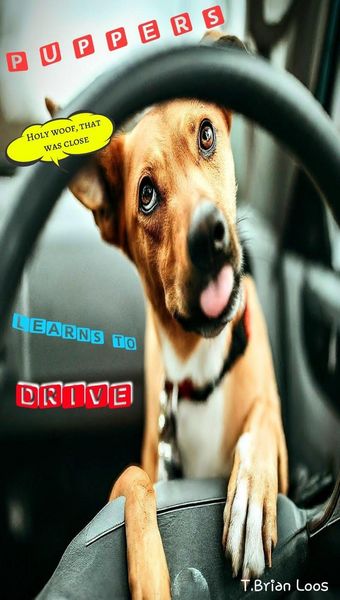 Produktbild: Puppers Learns to Drive