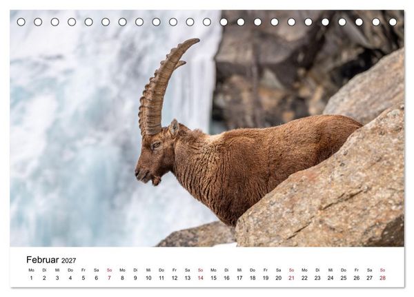 Produktbild: Steinb&ouml;cke - Eindr&uuml;ckliche K&ouml;nige der Alpen (Tischkalender 2027 DIN A5 quer), CALVENDO Monatskalender
