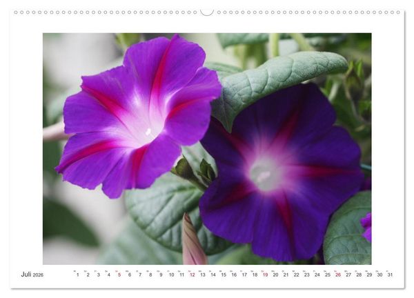 Produktbild: Bl&uuml;ten eines Sommers (hochwertiger Premium Wandkalender 2026 DIN A2 quer), Kunstdruck in Hochglanz