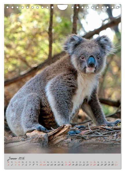 Produktbild: Koala, kleiner B&auml;r (Wandkalender 2026 DIN A4 hoch), CALVENDO Monatskalender