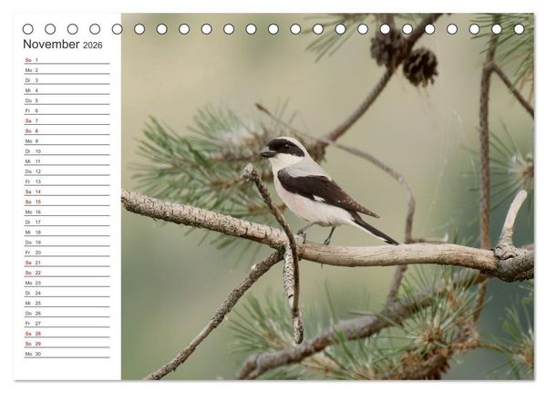 Produktbild: Faszinierendes Bulgarien (Tischkalender 2026 DIN A5 quer), CALVENDO Monatskalender