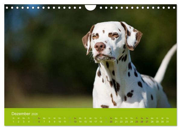 Produktbild: Dalmatiner 2026 (Wandkalender 2026 DIN A4 quer), CALVENDO Monatskalender