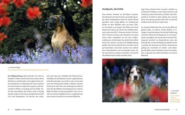 Produktbild: Hunde fotografieren - Kreative Bilder mit "Wau-Effekt"