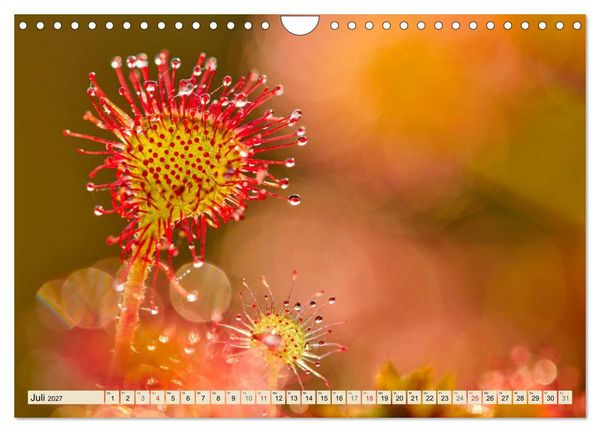 Produktbild: Niedersachsens Natur (Wandkalender 2027 DIN A4 quer), CALVENDO Monatskalender