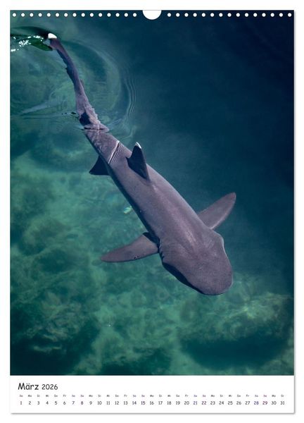 Produktbild: Wildlife - Die Tierwelt der Galapagos Inseln (Wandkalender 2026 DIN A3 hoch), CALVENDO Monatskalender