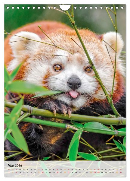 Produktbild: Roter Panda (Wandkalender 2026 DIN A4 hoch), CALVENDO Monatskalender