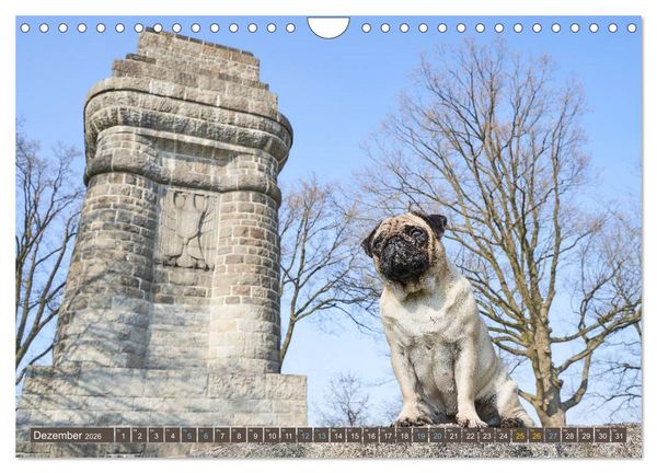 Produktbild: Reinbek mopsfidel (Wandkalender 2026 DIN A4 quer), CALVENDO Monatskalender
