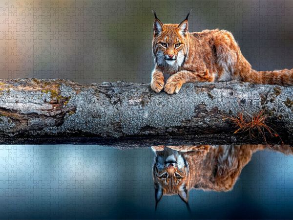 Produktbild: CALVENDO Puzzle Der Luchs | 1000 Teile Lege-Gr&ouml;&szlig;e 64x48cm Foto-Puzzle f&uuml;r gl&uuml;ckliche Stunden