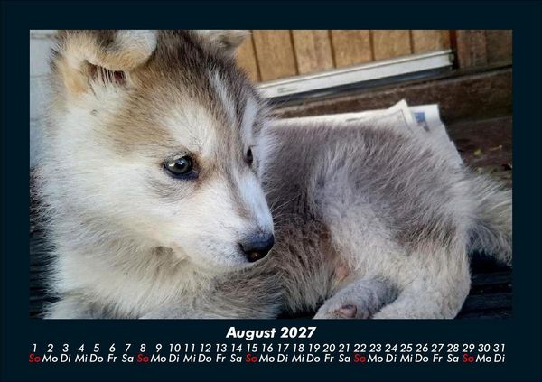 Produktbild: Tierkalender 2027 Fotokalender DIN A5