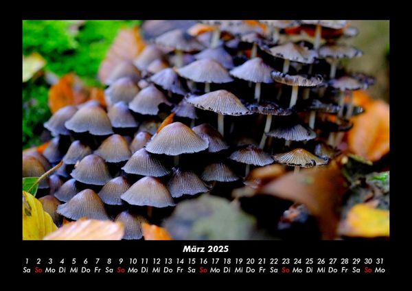 Produktbild: Pilzkalender 2025 Fotokalender DIN A3