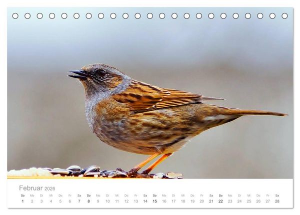 Produktbild: V&ouml;gel in unseren G&auml;rten 2026 (Tischkalender 2026 DIN A5 quer), CALVENDO Monatskalender