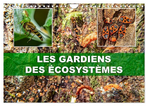 Produktbild: Les gardiens des &eacute;cosyst&egrave;mes (Calendrier mural 2026 DIN A4 vertical), CALVENDO calendrier mensuel