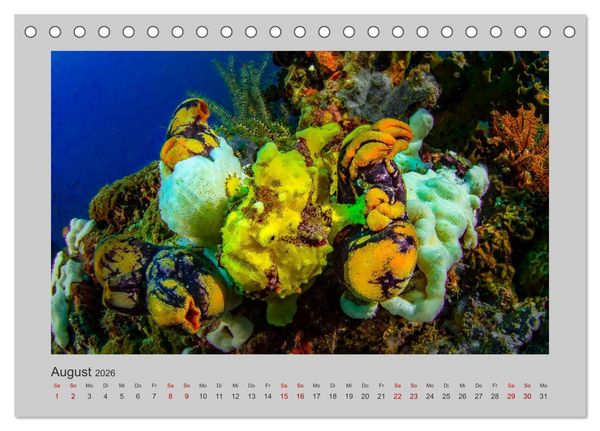 Produktbild: Korallen-Riffe Tauchertr&auml;ume (Tischkalender 2026 DIN A5 quer), CALVENDO Monatskalender