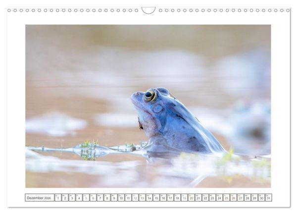 Produktbild: Wenn Fr&ouml;sche blau machen - das geheime Leben der Moorfr&ouml;sche von Tanja Riedel (Wandkalender 2026 DIN A3 quer), CALVENDO Monatskalender