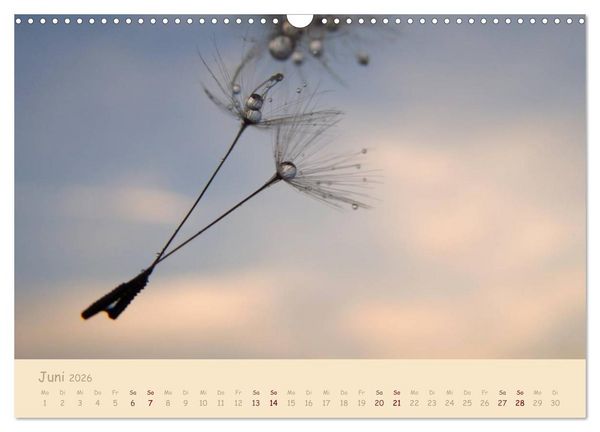 Produktbild: Unscheinbare Sch&ouml;nheit - Pusteblume (Wandkalender 2026 DIN A3 quer), CALVENDO Monatskalender