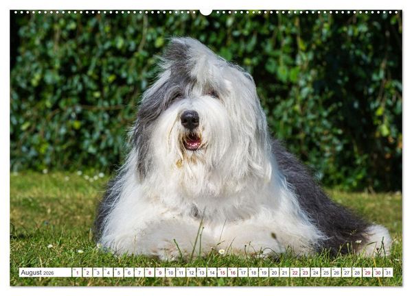 Produktbild: Britische H&uuml;tehunde - Treue Freunde auf vier Pfoten (hochwertiger Premium Wandkalender 2026 DIN A2 quer), Kunstdruck in Hochglanz