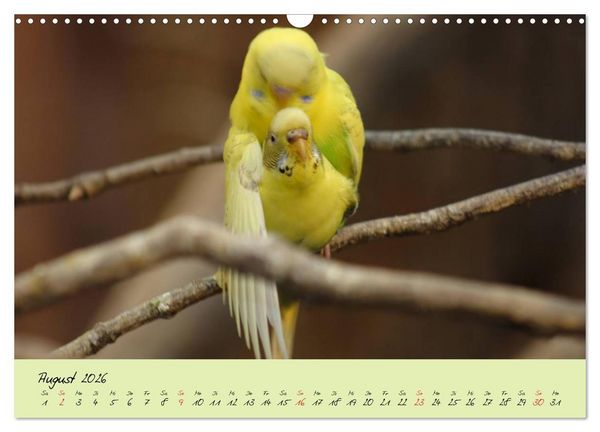 Produktbild: Wellensittiche - Gefiederte Freunde (Wandkalender 2026 DIN A3 quer), CALVENDO Monatskalender