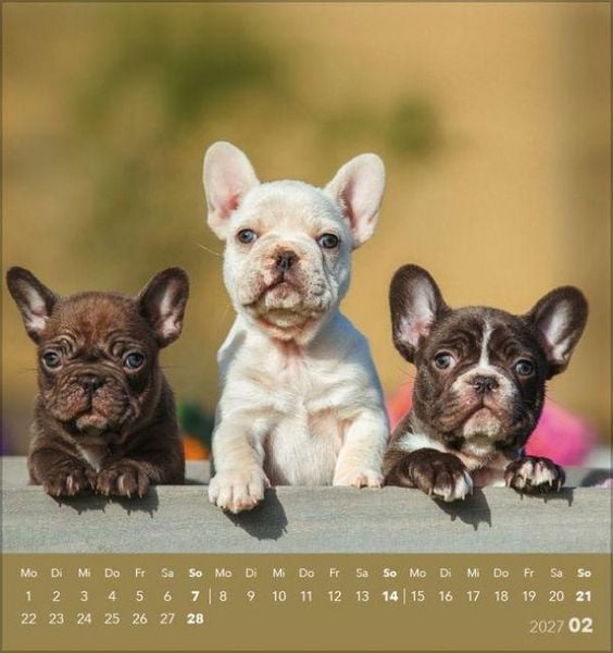 Produktbild: Hunde 2027